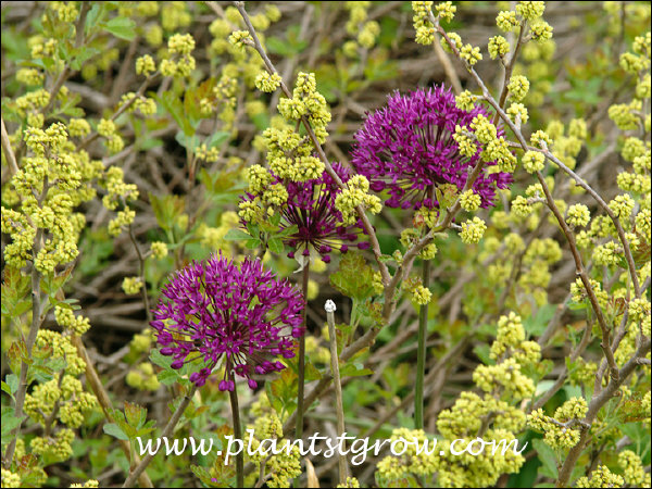 Growing in a bed of Gro Low Fragrant Sumac.